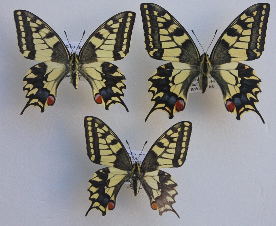 Papilio machaon hispanicus (collection, ex wild larva-ova, natural aberrations) (Internet Image property of respective owner, non-commercial use only)